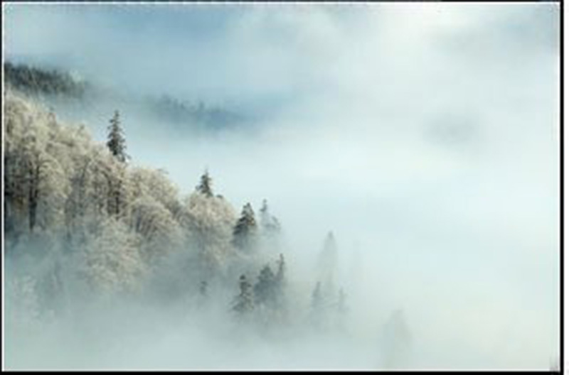 The exhibit shows a fog covering trees on the side of a mountain